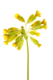 Images Dated 4th May 2011: England. Northumberland, Birdsfoot Trefoil. Birdsfoot Trefoil flowers growing in the county of
