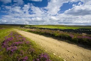 England, Northumberland, Blanchland. Flowering heather on Birkside Fell - part of the North Pennines Area of