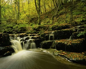 ENGLAND northumberland Briarwood banks A stream flowing through the woodland of this northumberland wildlife