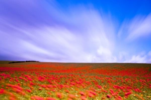 2011jfprints Gallery: England, Northumberland, Corbridge. Poppy Field in Northumberland, UK