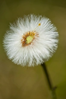 Floral Gallery: England, Northumberland, Cramilington, Detail shot of a Dandelion flower / head