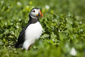 Spirit Of Northumberland Collection: England, Northumberland, Farne Islands. A single puffin (Fratticula artica)