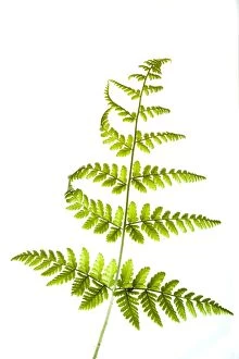 2011jfprints Gallery: England. Northumberland, Fern. Native Fern growing in the county of Northumberland, UK