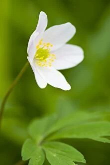 Native Gallery: England, Northumberland, Haydon Bridge. Wood Anemone growing in a Northumberland Wildlife Trust Reserve known as