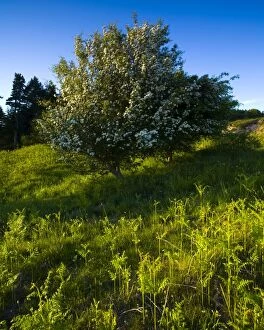 Wood Land Gallery: England, Northumberland, Kyloe Hills. Native ferns and flowering Hawthorn Tree on the Kyloe Hills