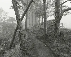England Gallery: England, Northumberland National Park, Hadrian's Wall