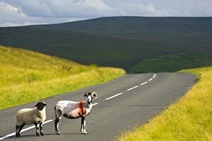 North England Collection: England, Northumberland, North Pennines. Sheep crossing a country road running through dramatic