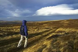 Images Dated 2006 February: England, Northumberland, Northumberland National Park. Female hiker walking towards Carling Crags