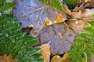 Spirit Of Northumberland Collection: England, Northumberland, Plessey Woods Country Park. Detail of frost coated leaves on the forest