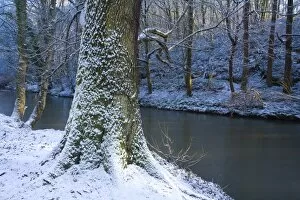 North Umberland Gallery: England, Northumberland, Plessey Woods Country Park. A recent snowfall transforms the woodland of