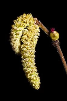 Country Park Gallery: England, Northumberland, Plessey Woods Country Park. Hazel Catkins photographed against a black background