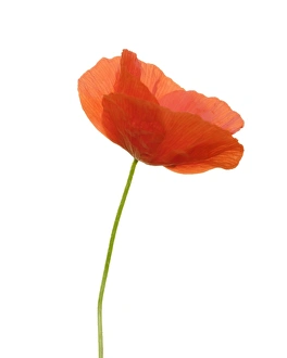 England, Northumberland, Red Field Poppy