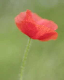 Wild Gallery: England, Northumberland, Red Field Poppy
