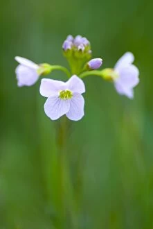Close Up Gallery: England, Northumberland, Slaley. Cuckoo Flower Growing in a Northumberland Wildlife Trust Reserve