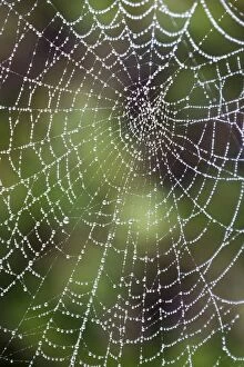 Mist Gallery: England, Northumberland, Spiders Web