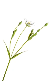 Images Dated 4th May 2011: England. Northumberland, Stichwort. Stichwort flower growing in the county of Northumberland