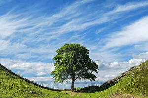 National Park Collection: England, Northumberland, Sycamore Gap, Northumberland National Park