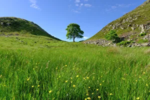 Images Dated 20th March 2023: England, Northumberland, Sycamore Gap, Northumberland National Park