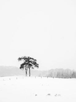 England, Northumberland, Tynedale