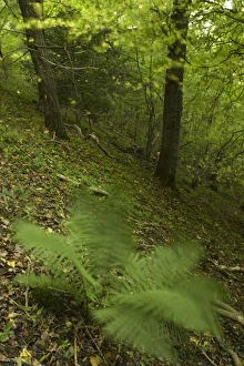 Images Dated 2005: October Collection