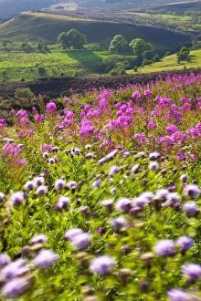 England, Staffordshire, Peak District National Park. Wild flowers and summer heather on moorland near the Roaches in