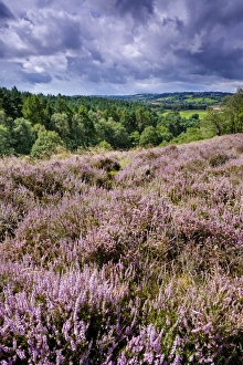 England, Staffordshire / Worcestershire, Kinver Edge