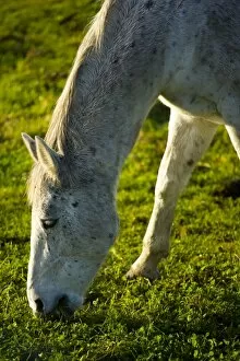 Northern County Gallery: England, Tyne & Wear, Boldon. Horse grazing in a field located near the former Boldon Colliery in
