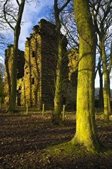 Tyne Book Gallery: England, Tyne & Wear, Burradon Tower. Sycamore Trees and the ruins of the Burradon Tower