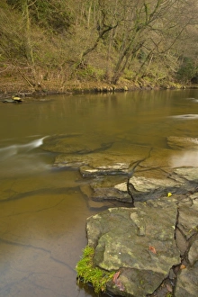 Northern County Gallery: England, Tyne & Wear, Derwent Walk Country Park. The River Derwent running through Snipes Dene Wood