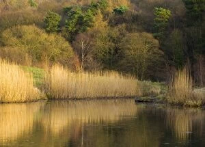 England, Tyne & Wear, Derwenthaugh Park. Lakeside reflections in the frozen water of Clockburn Lake in