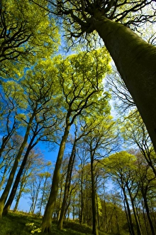 Northern County Gallery: ENGLAND, Tyne & Wear, Holywell Dene. Woodland canopy in Holywell Dene