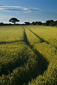 Images Dated 2008: July Collection