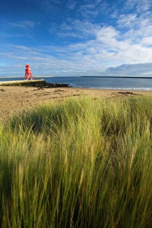 Beach Gallery: England, Tyne & Wear, South Shields. Grass on Little Haven Beach sand dunes