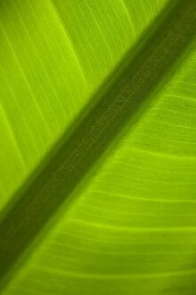 2011 Collection: England, Tyne & Wear, Sunderland Winter Gardens. Detail shot of a palm leaf in the Sunderland Winter