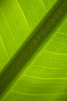 Images Dated 2011: November Collection