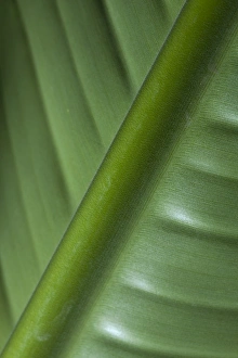 England, Tyne & Wear, Sunderland Winter Gardens. Detail shot of a palm leaf in the Sunderland Winter