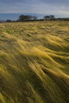 Tyne Book Gallery: England, Tyne & Wear, Sunniside. Winter light gently bathes wild grass in an overgrown field in