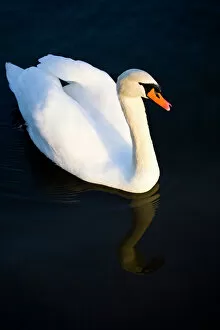Tyne Book Gallery: England, Tyne & Wear, Watergate Forest Park. A royal protected Swan reflected on a small lake in