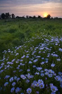 Country Park Gallery: Flowering Michaelmas Daisies photographed at sunset in the Rising Sun Country Park