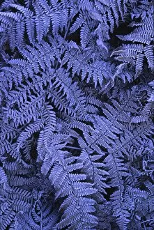 Images Dated 1st January 2000: Frost covered ferns photographed on a crisp autumn morning in North Tyneside
