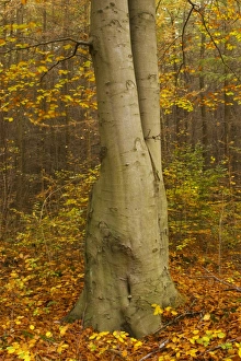 The golden autumnal colours of the forestry commission managed Chopwell Woodland Park The golden autumnal colours of the forestry commission managed Chopwell Woodland Park