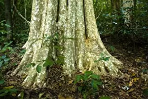Laos, Ban Na Hin. Typical native trees and vegetation in woodland in the jungle near Ban Na Hin in Laos