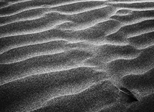 Fine Art Gallery: Leaf Ripples