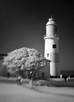 Black Light Gallery: Lighthouse Tree