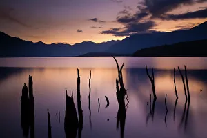 New Zealand Collection: New Zealand, Fiordland, Fiordland National Park. The flooded remnants of trees pierce the tranquil