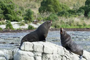 New Zealand Collection: New Zealand, Kaikoura, New Zealand fur seal