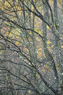 New Zealand Collection: New Zealand, Otago, Arrowtown