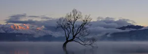 <b class=qtipBold><figcaption>New Zealand, Otago, Lake Wanaka</figcaption></b><br>New Zealand, Otago, Lake Wanaka. Mist rising at dawn on an autumn morning at the Wanaka Tree at Lake Wanaka. New Zealand, Otago, Lake Wanaka