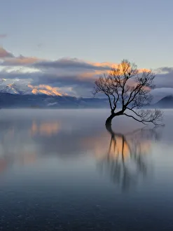 <b class=qtipBold><figcaption>New Zealand, Otago, Lake Wanaka</figcaption></b><br>New Zealand, Otago, Lake Wanaka. Mist rising at dawn on an autumn morning at the Wanaka Tree at Lake Wanaka. New Zealand, Otago, Lake Wanaka