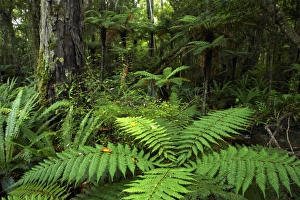 New Zealand, Southland, The Catlins